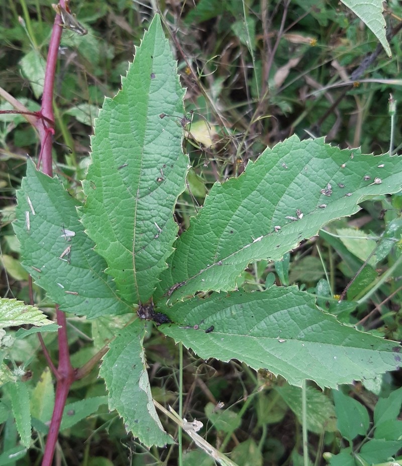 Clematicissus tweedieana photo 4