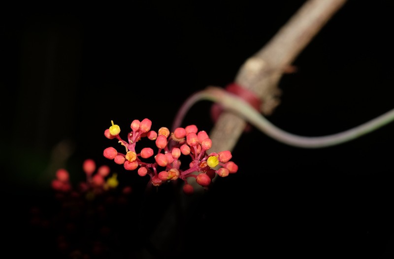 Clematicissus tweedieana photo 5