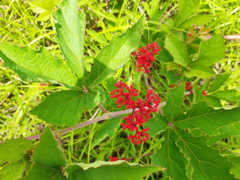 Clematicissus tweedieana photo 8
