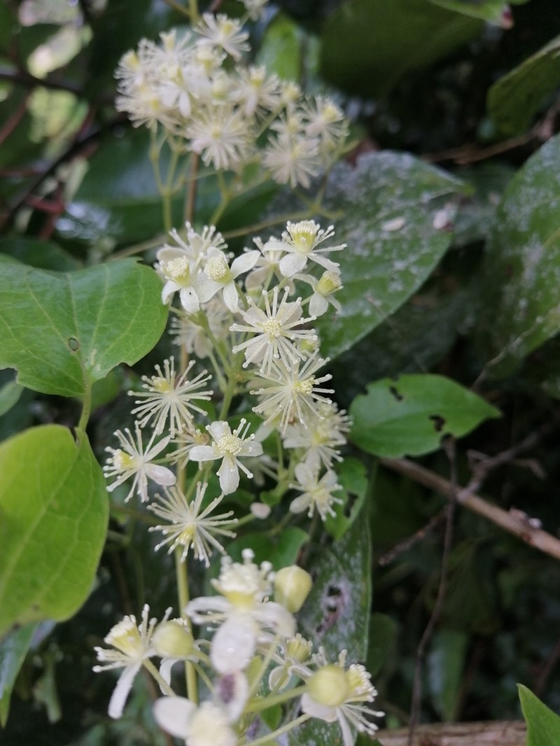 Clematis acapulcensis
