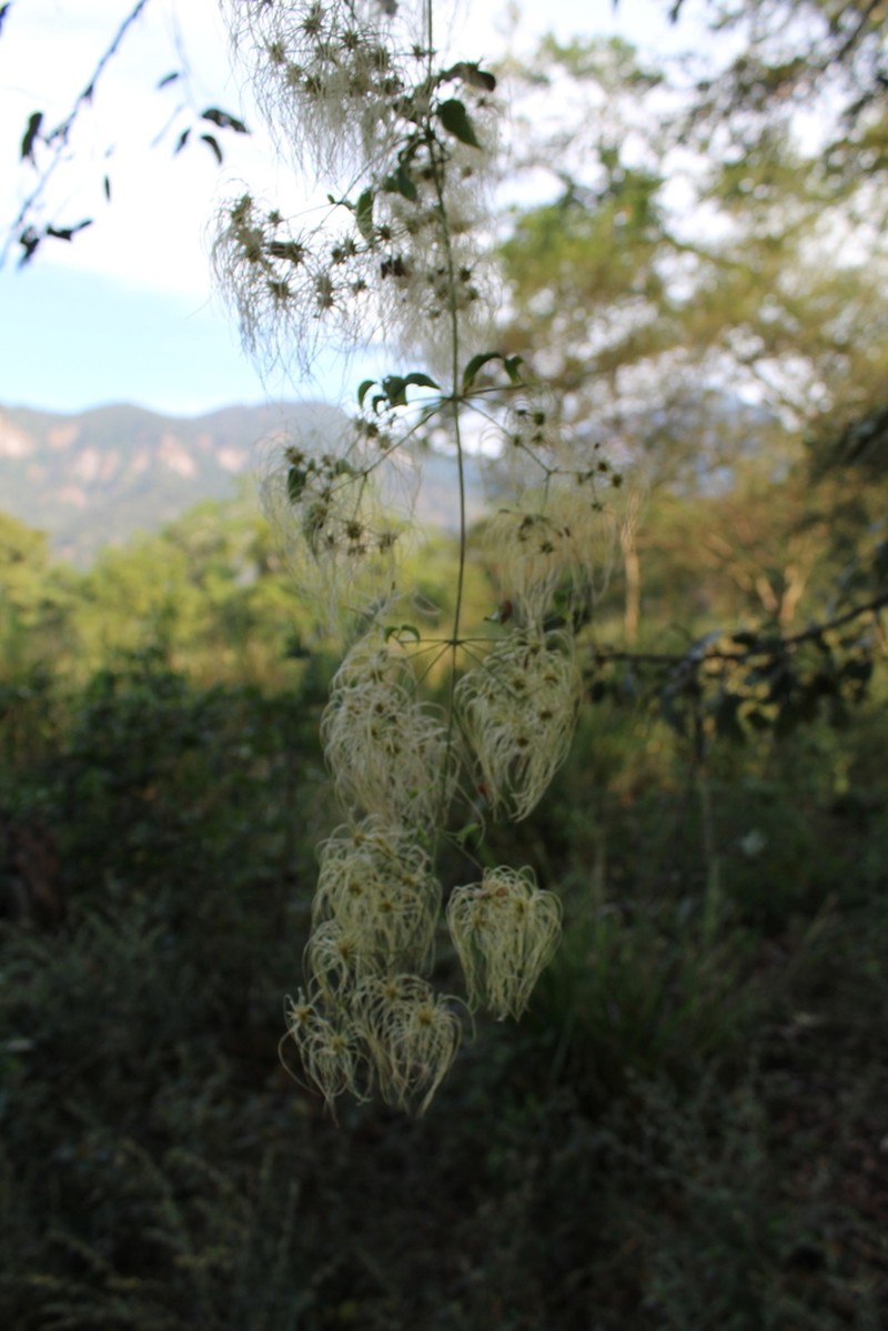 Clematis acapulcensis photo 2
