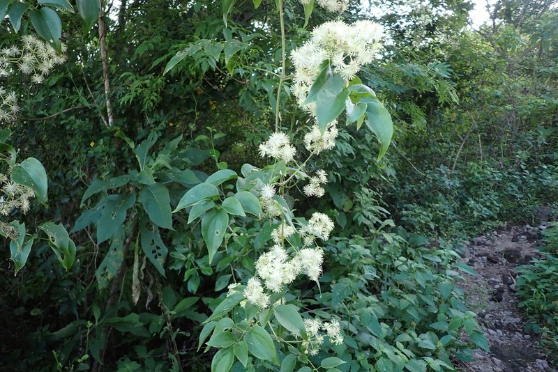 Clematis acapulcensis photo 3