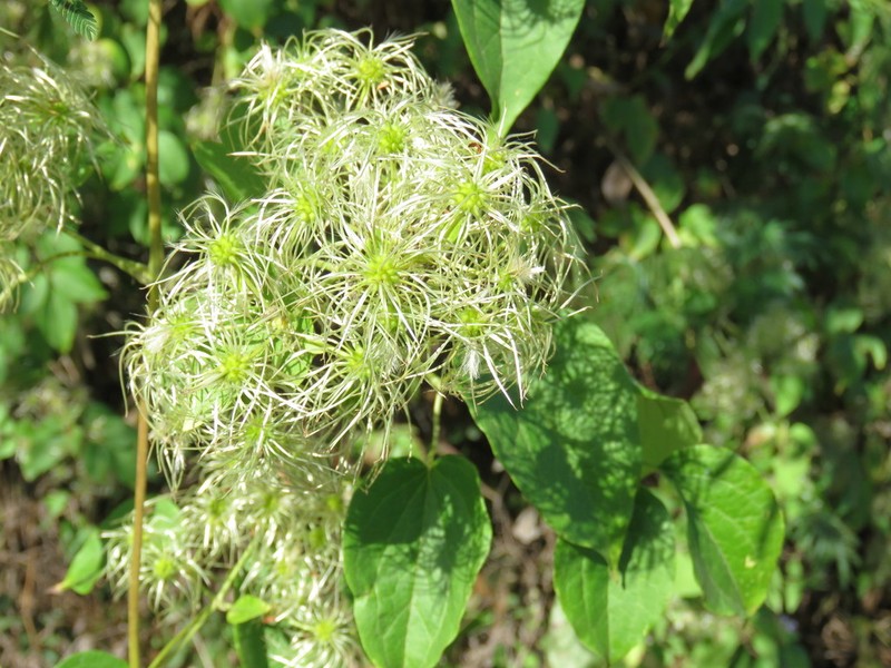 Clematis acapulcensis photo 4