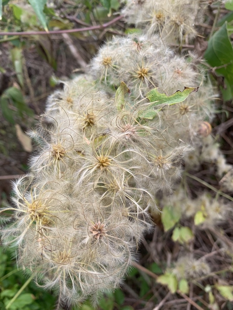 Clematis acapulcensis photo 5
