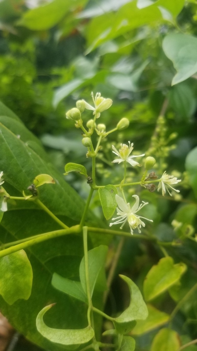 Clematis acapulcensis photo 6
