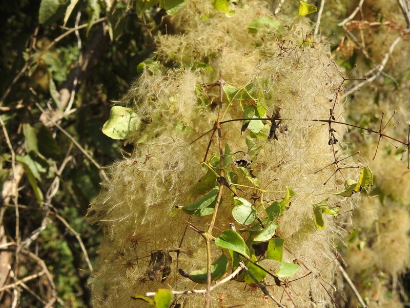 Clematis acapulcensis photo 7