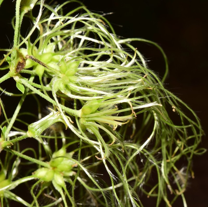 Clematis acapulcensis photo 8