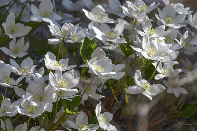 Clematis acerifolia
