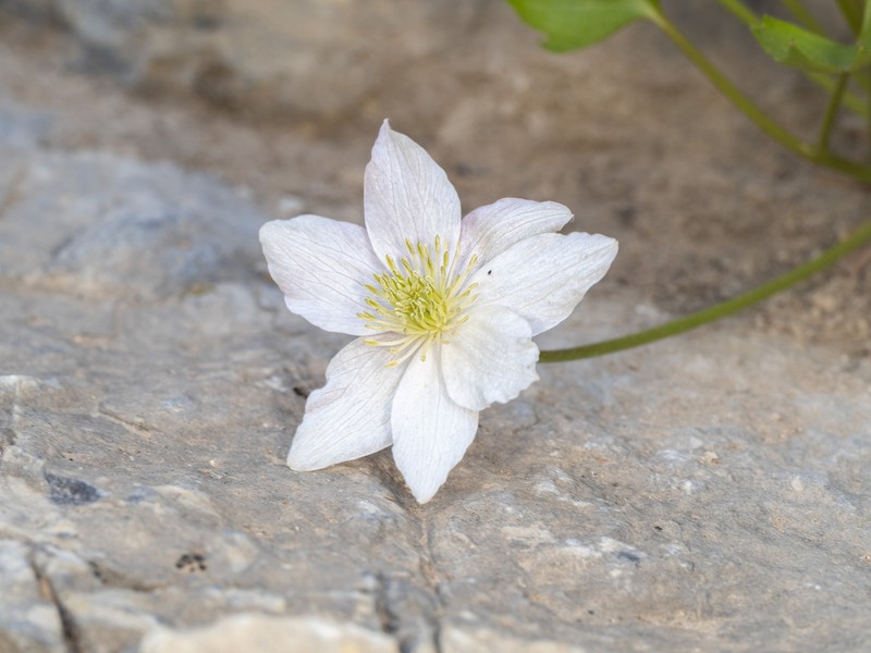 Clematis acerifolia photo 2