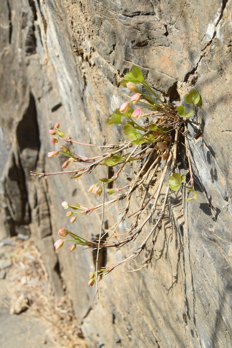 Clematis acerifolia photo 3