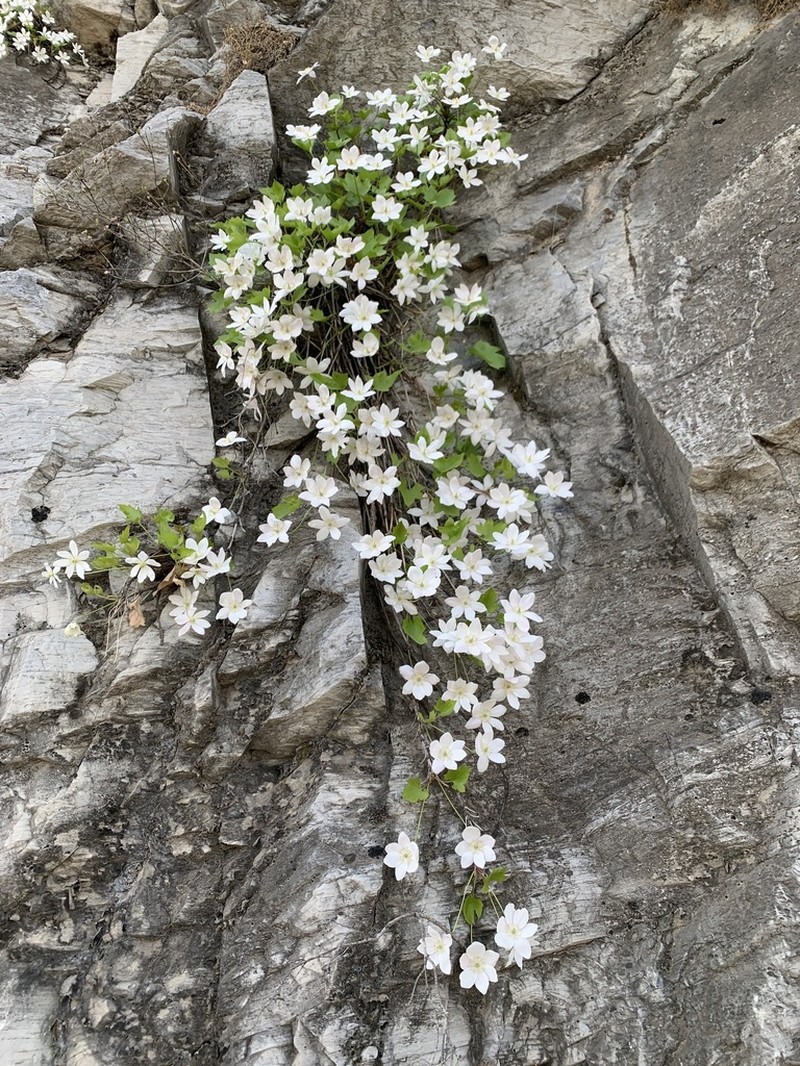 Clematis acerifolia photo 5