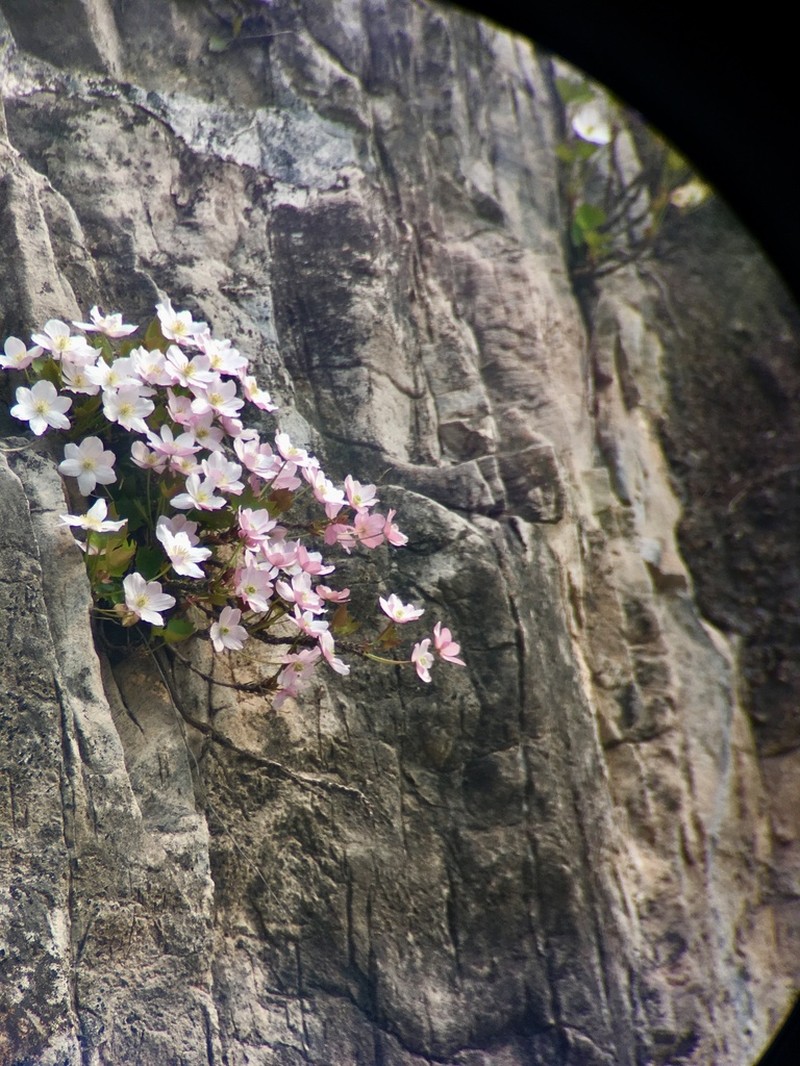 Clematis acerifolia photo 6