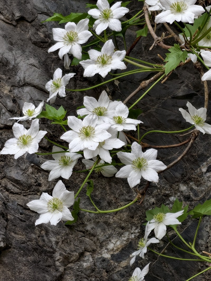 Clematis acerifolia photo 7