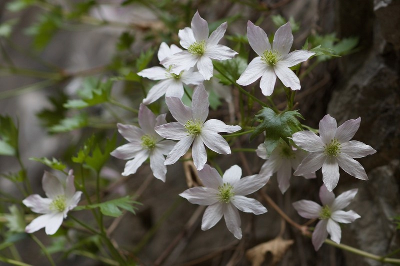 Clematis acerifolia photo 8