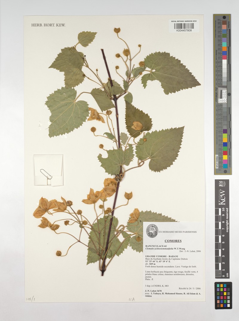 Clematis actinostemmatifolia