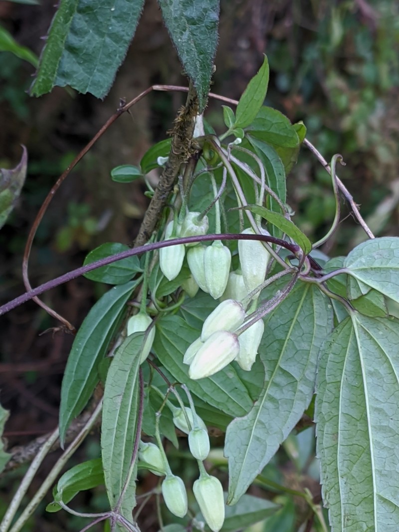 Clematis acuminata