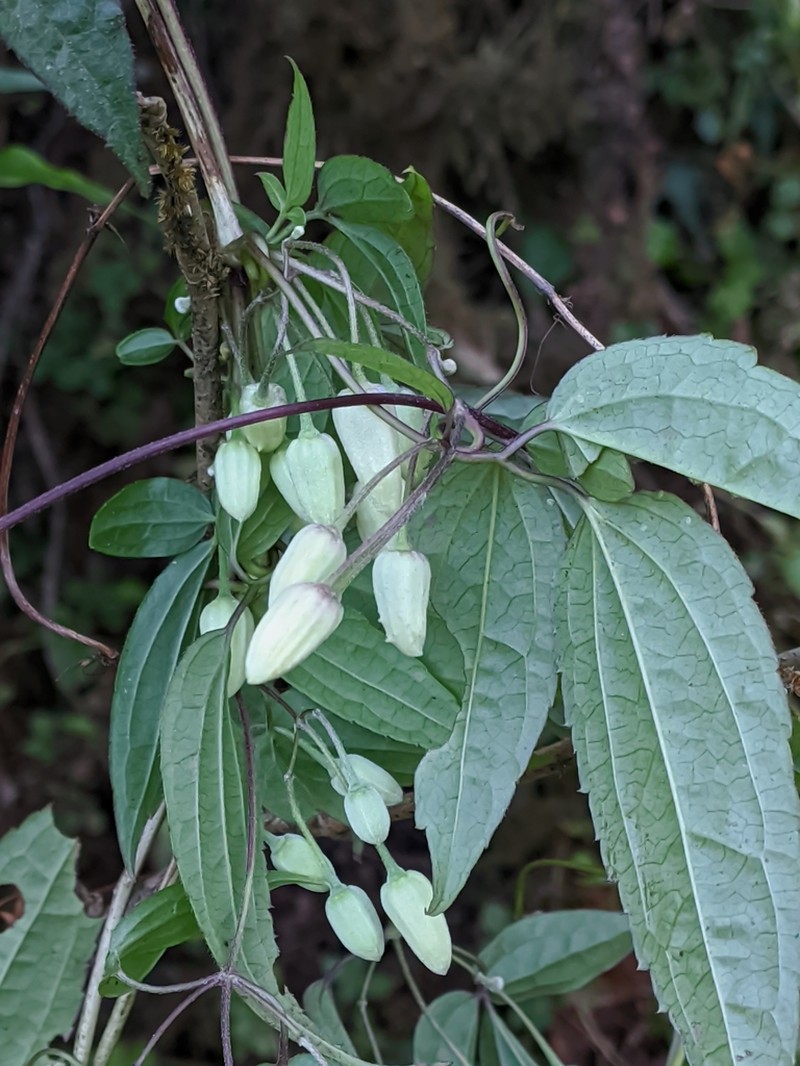 Clematis acuminata photo 2
