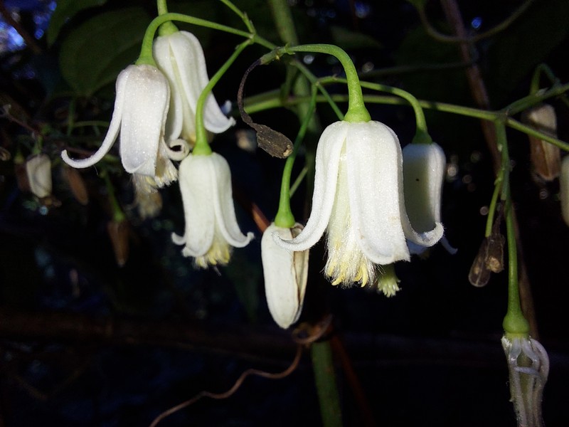 Clematis acuminata photo 4