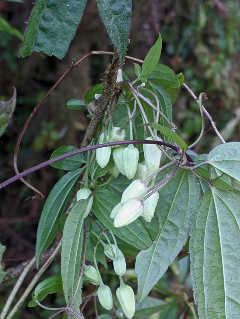 Clematis acuminata photo 6