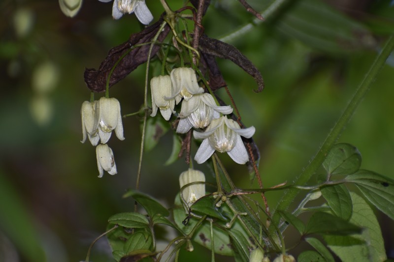 Clematis acuminata photo 7