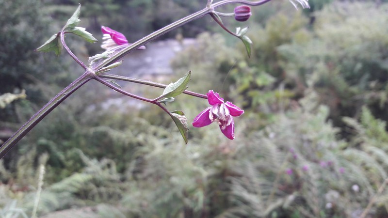 Clematis acutangula