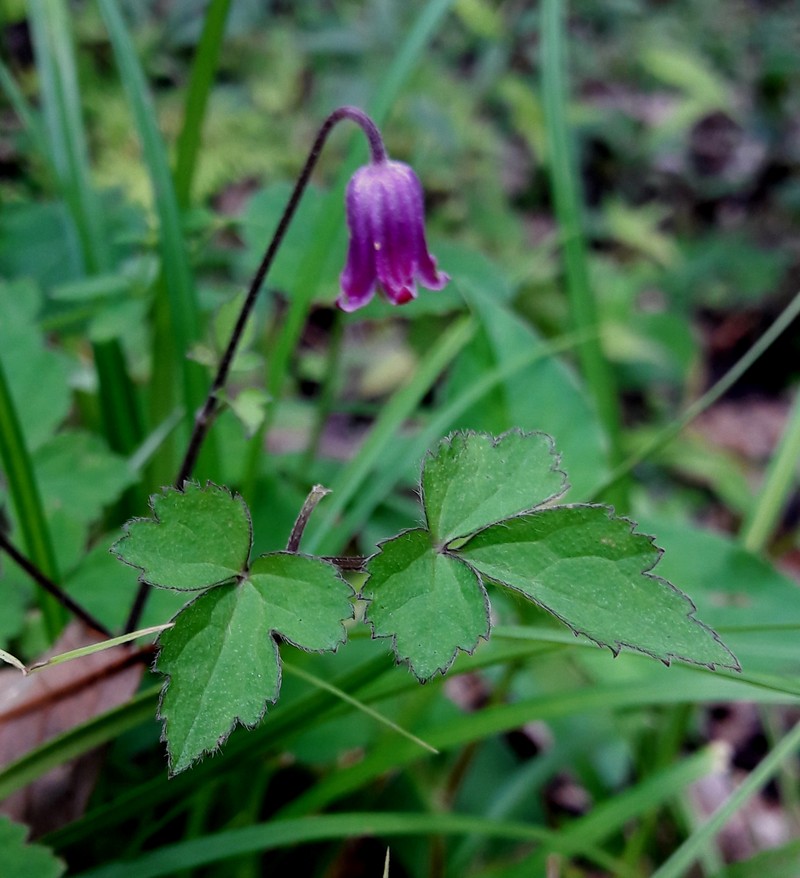 Clematis acutangula photo 2