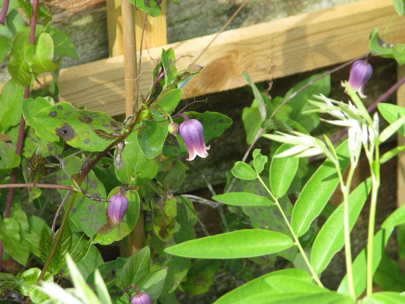 Addison's Leather Flower