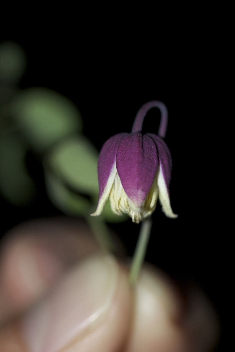 Addison's Leather Flower photo 3