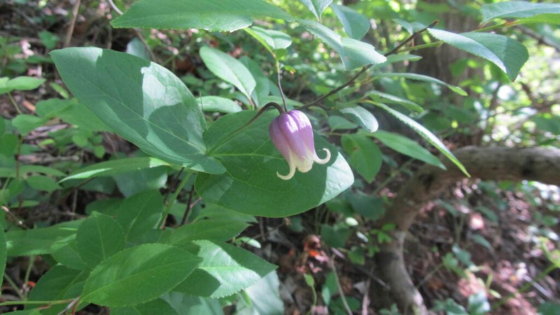 Addison's Leather Flower photo 8