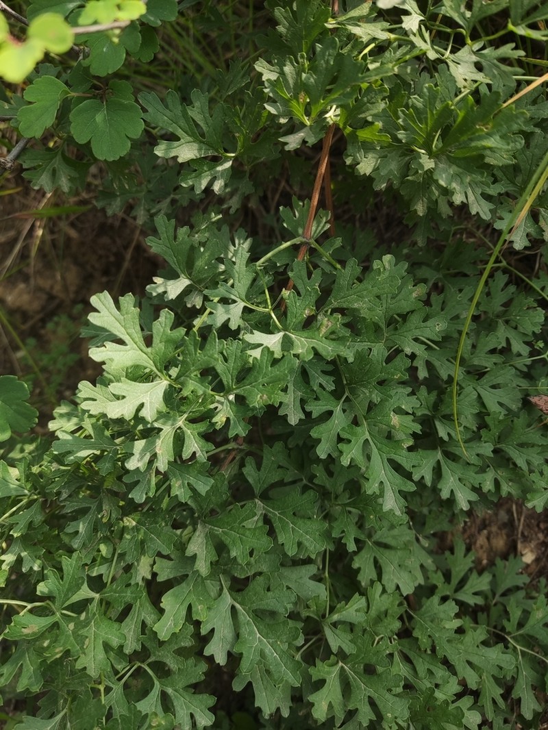 Clematis aethusifolia
