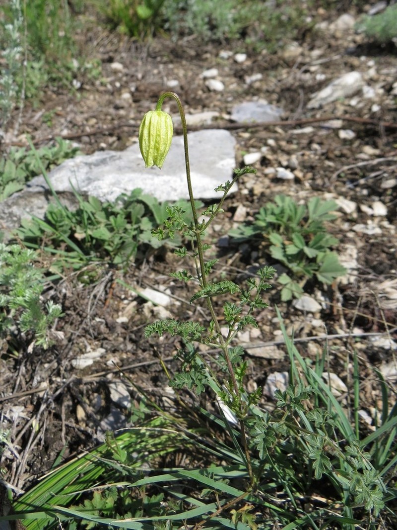 Clematis aethusifolia photo 2