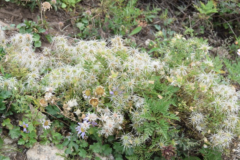 Clematis aethusifolia photo 3