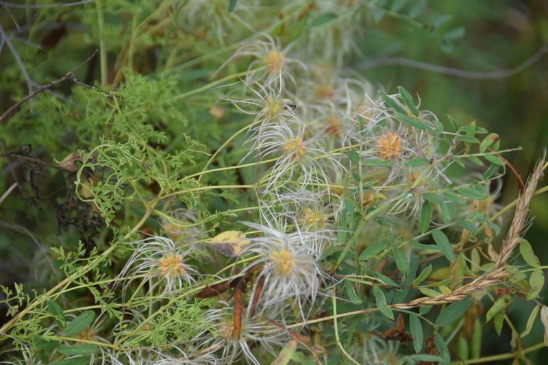Clematis aethusifolia photo 6