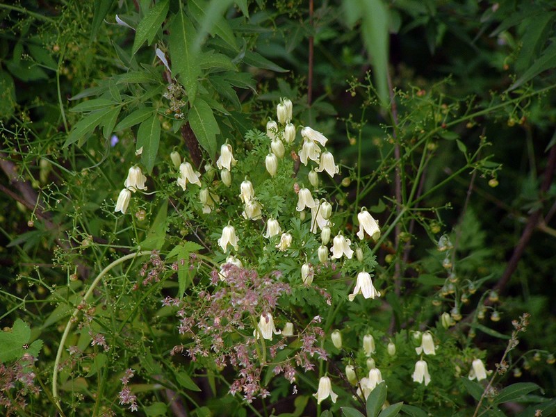 Clematis aethusifolia photo 7