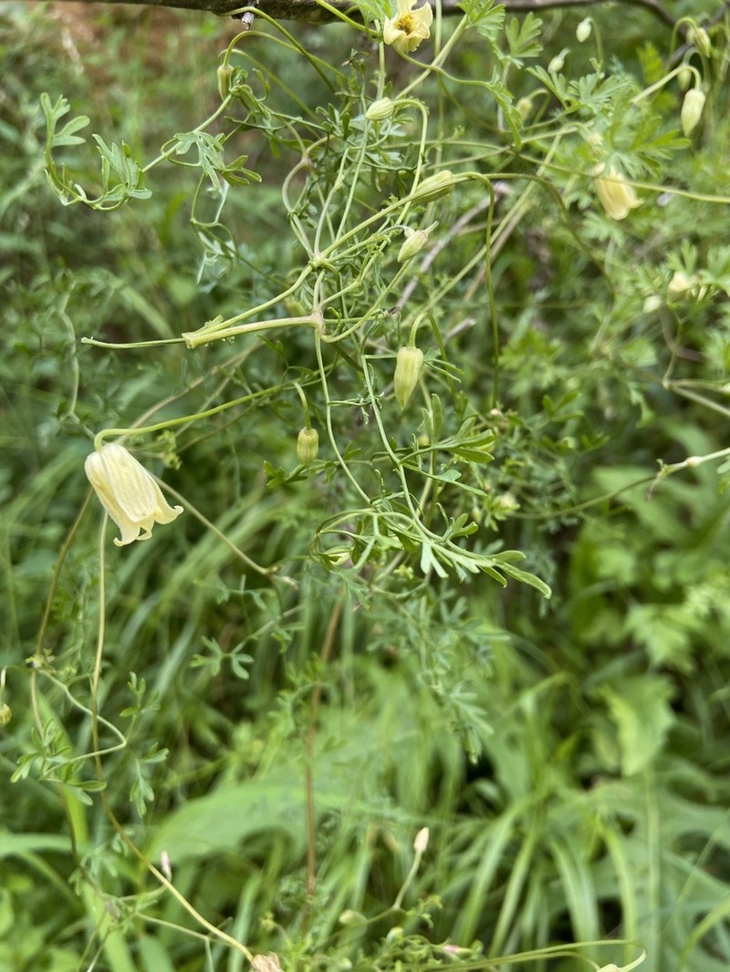 Clematis aethusifolia photo 8