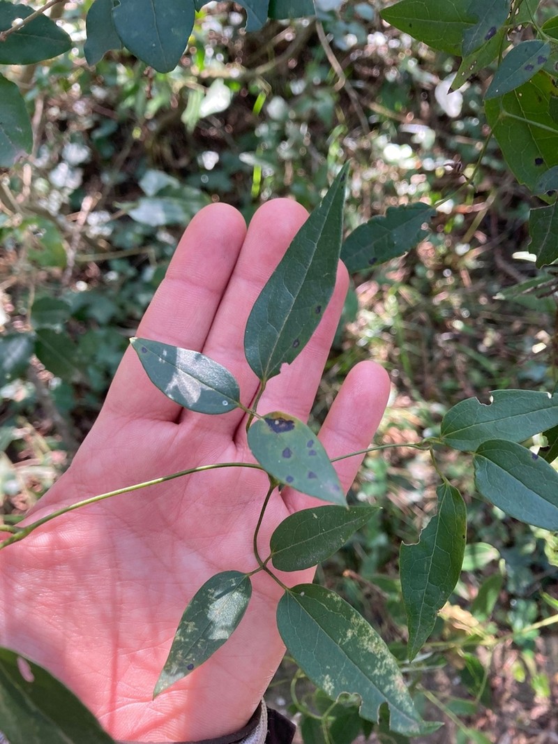 Clematis affinis