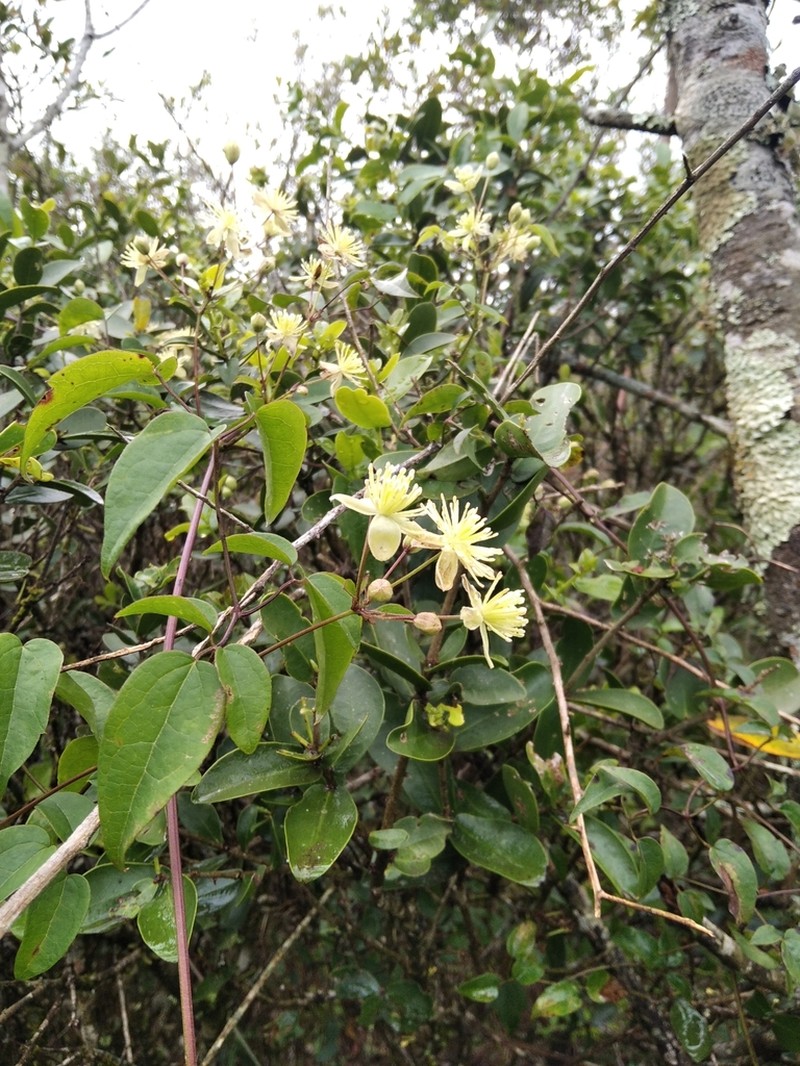 Clematis affinis photo 2