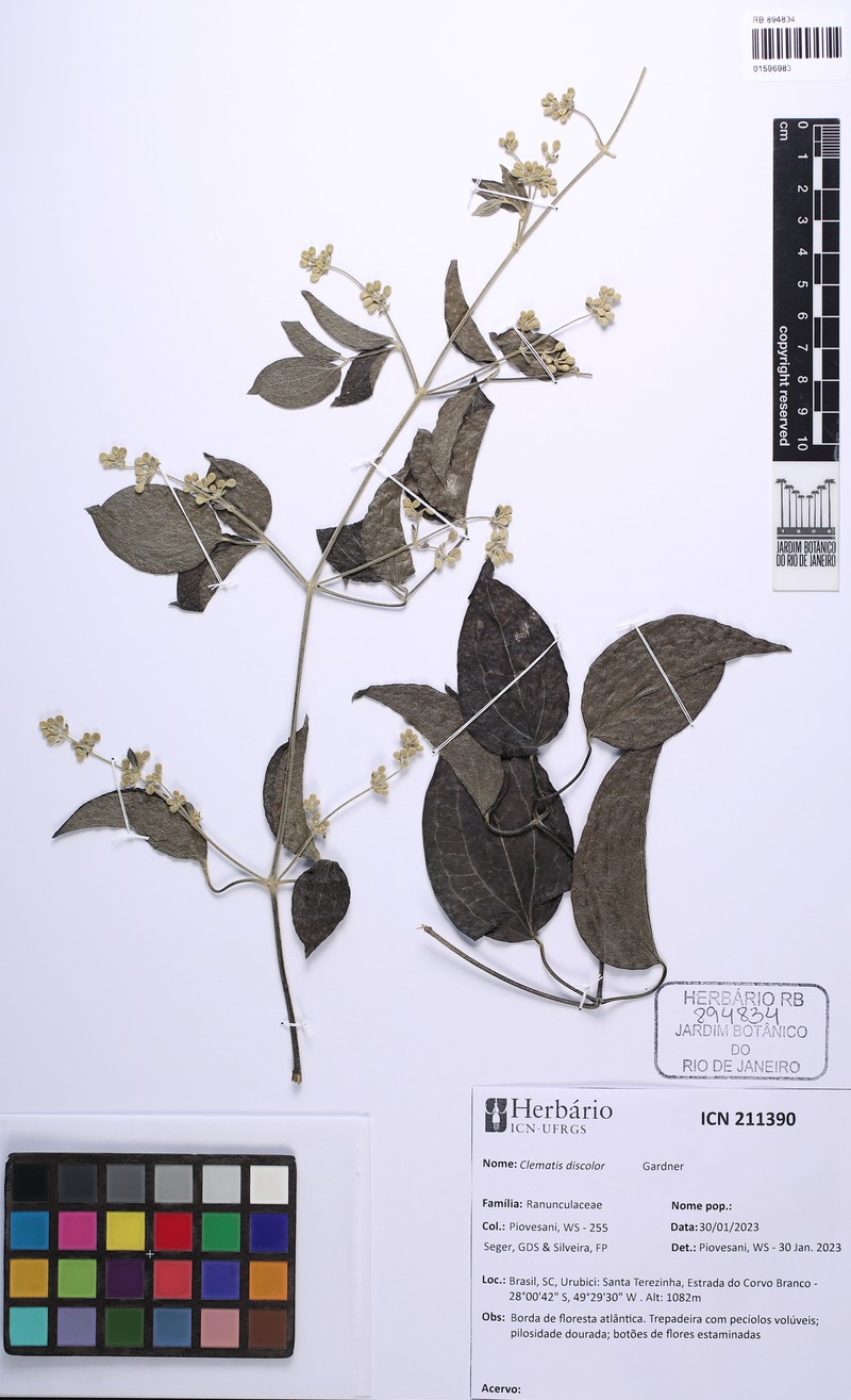 Clematis affinis photo 4