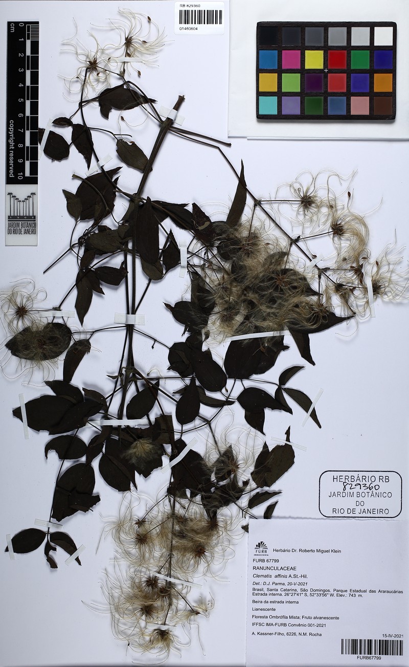 Clematis affinis photo 5