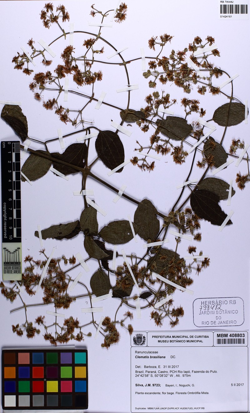 Clematis affinis photo 6
