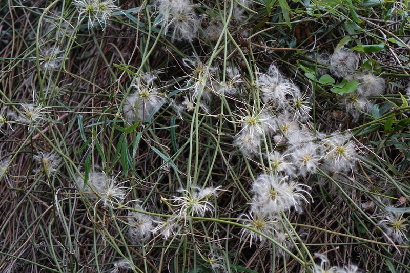 Clematis afoliata