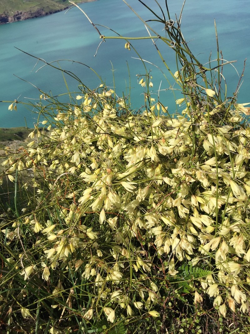 Clematis afoliata photo 3