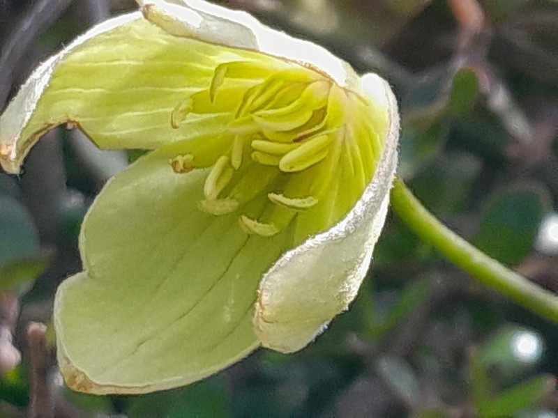 Clematis afoliata photo 5