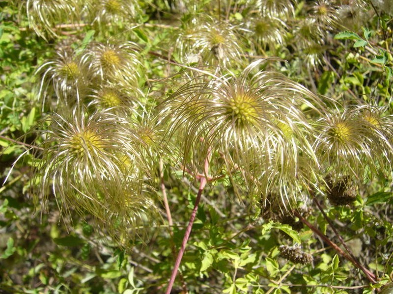 Clematis akebioides