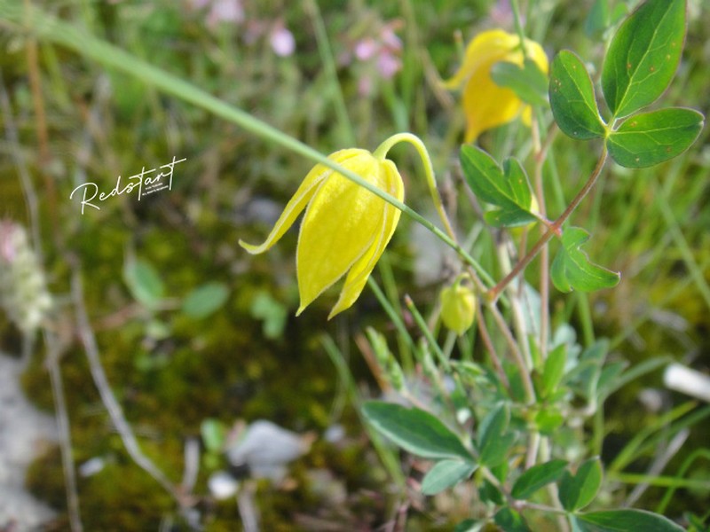 Clematis akebioides photo 2