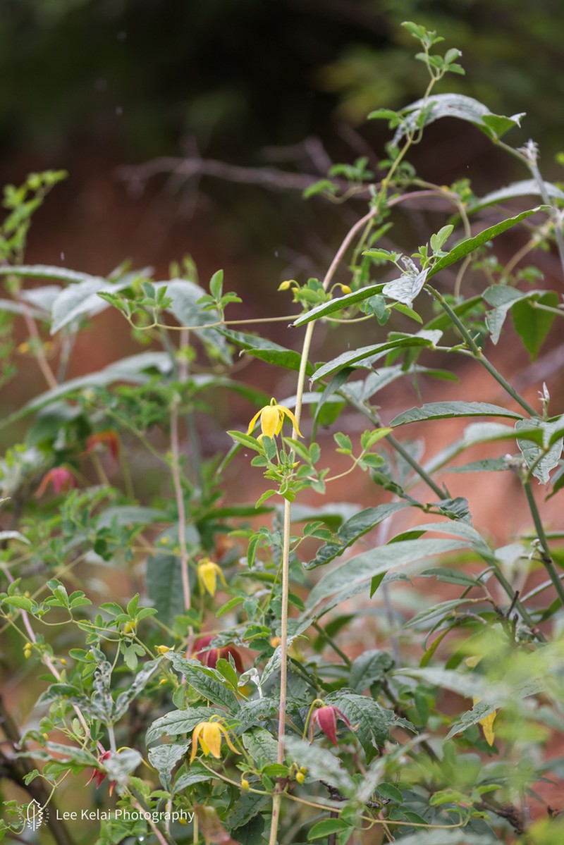 Clematis akebioides photo 3