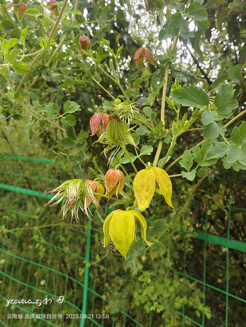 Clematis akebioides photo 5