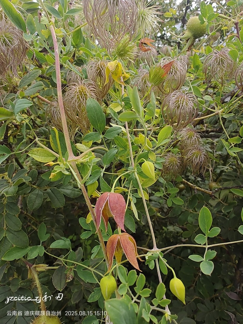 Clematis akebioides photo 6