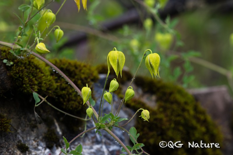 Clematis akebioides photo 7