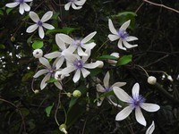 Clematis akoensis